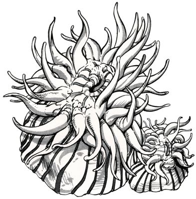 Anemone, Giant
