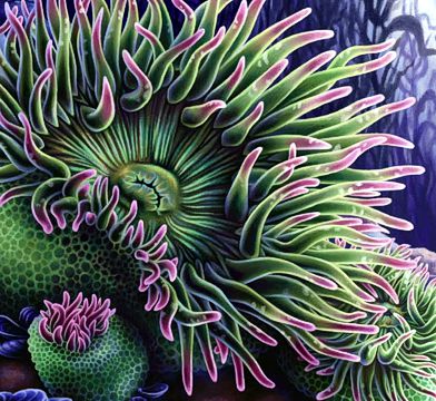 Anemone, Giant Sea