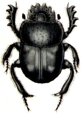 Beetle, Giant Scarab