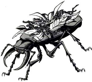 Beetle, Death Watch