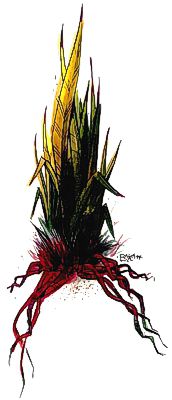 Bloodgrass