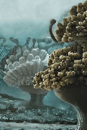 Coral
