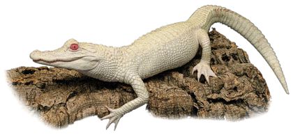 Crocodile, Albino