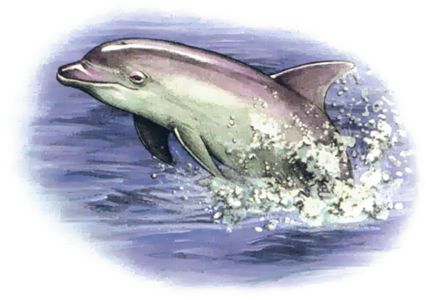 Dolphin (Athas)