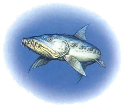 Fish, Ascallion