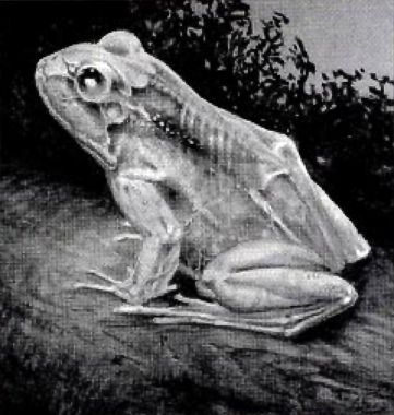 Frog, Ghoul