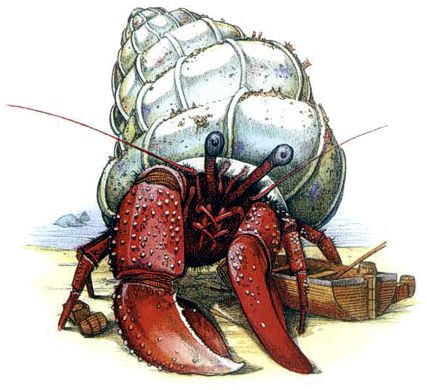 Hermit, Sea
