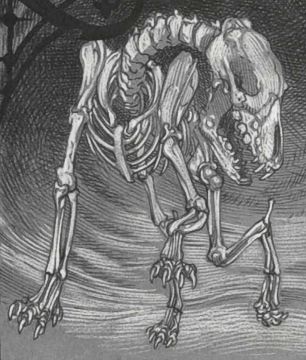 Hound, Skeletal