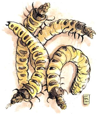 Larva