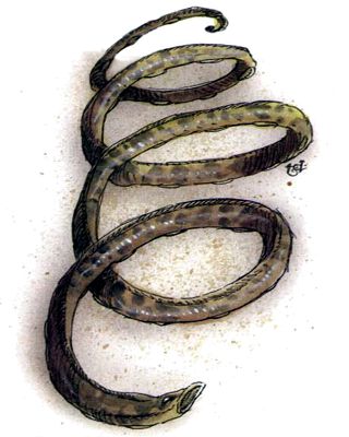 Lythlyx