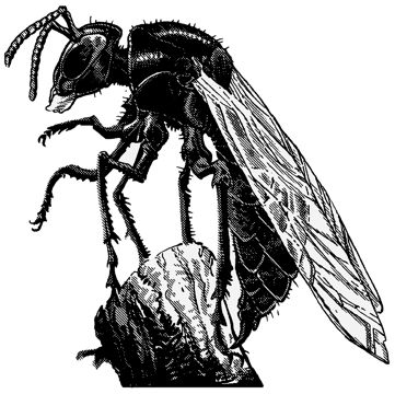 Mason Wasp, Giant