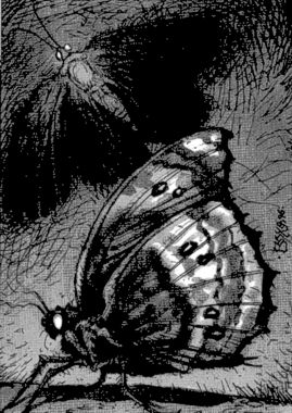 Moth, Plague