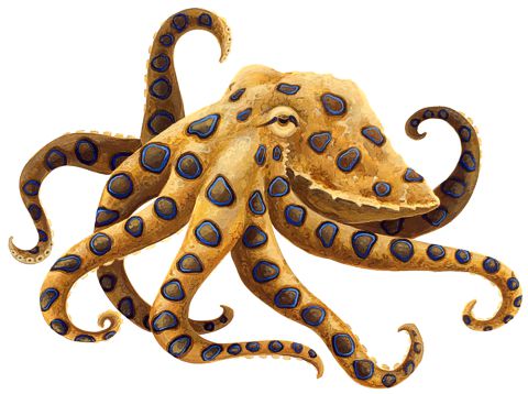 Octopus, Blue-Ring