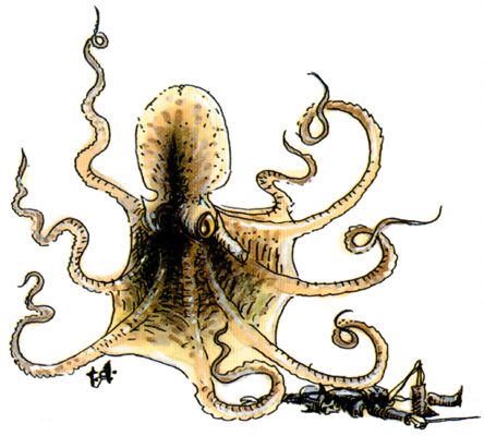 Octopus, Giant