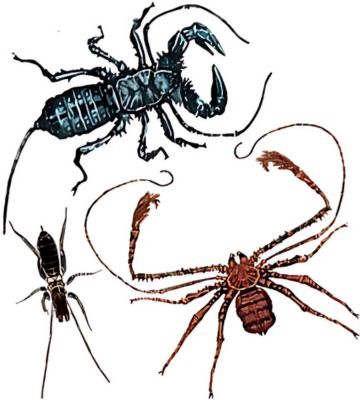 Pedipalp