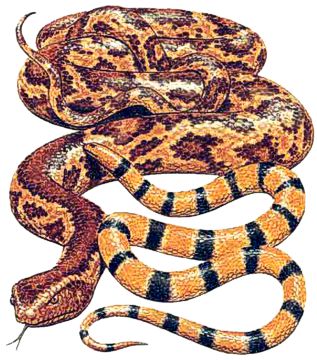 Snake, Serpent
