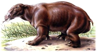 Hippopotamus, giant