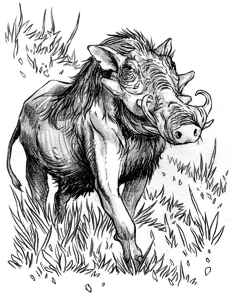 Boar, Warthog