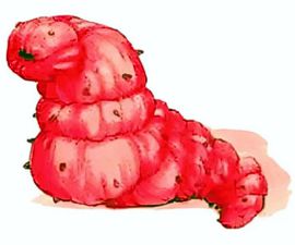 Red Worm