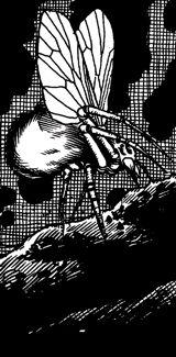 Spider, Hunting
