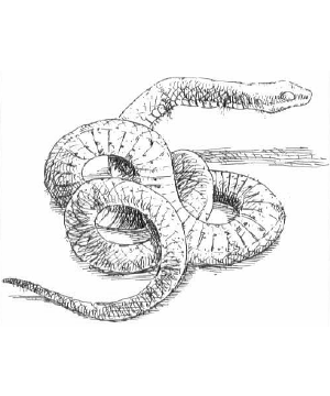 Stone Snake